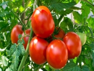 Growing Tomato Plants: Planting, Growing, and Harvesting Tomatoes  Information | The Old Farmer's Almanac